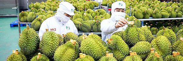 Thủ tướng chỉ đạo khẩn cấp ứng phó rủi ro truy xuất nguồn gốc với nông sản Việt tại thị trường EU-